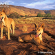 Illustration for article titled Wednesday Woof - Canis lupus dingo Edition
